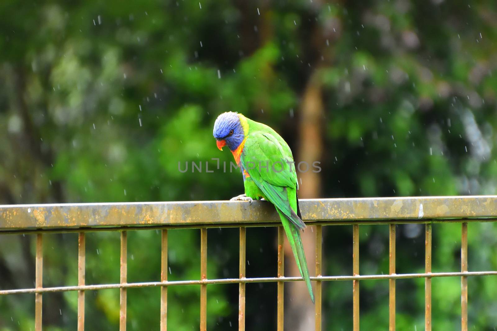 A Rainbow Lorikeet sitting on a fence in the rain