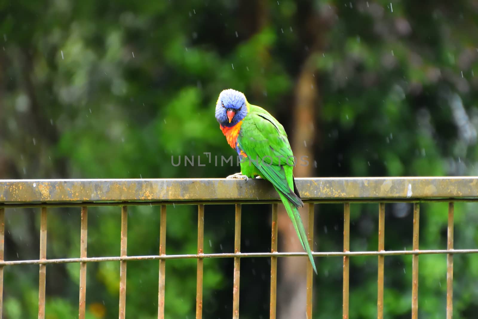 A Rainbow Lorikeet sitting on a fence in the rain