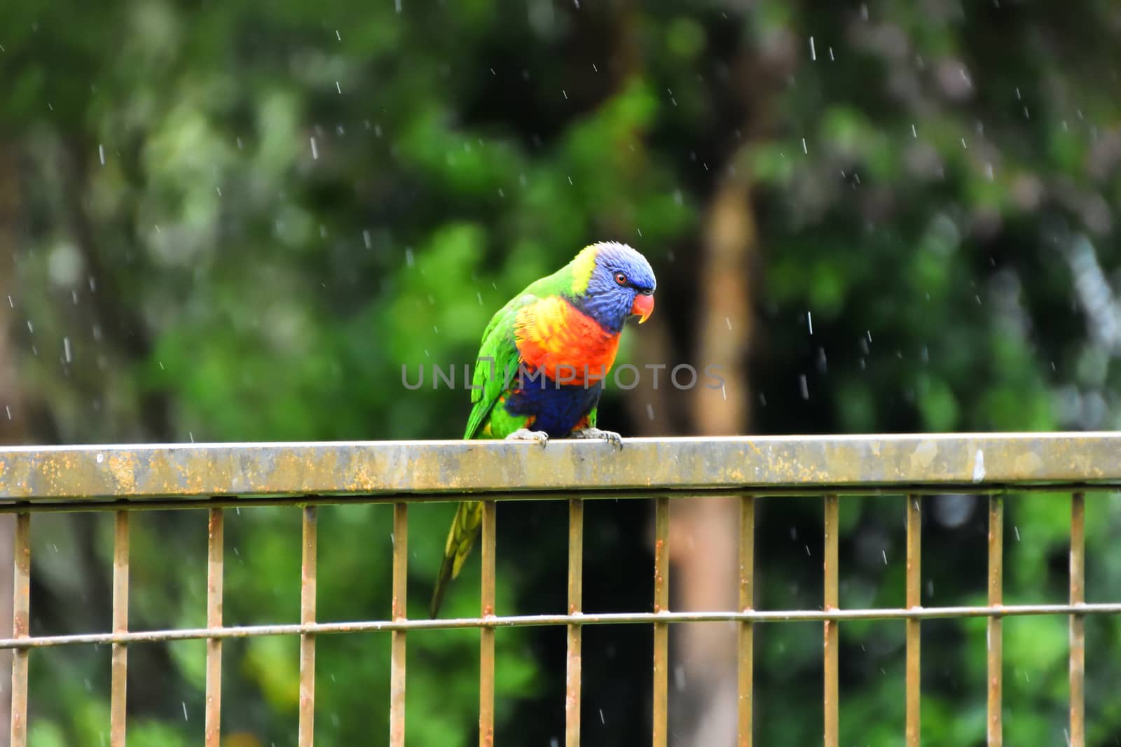 A Rainbow Lorikeet sitting on a fence in the rain