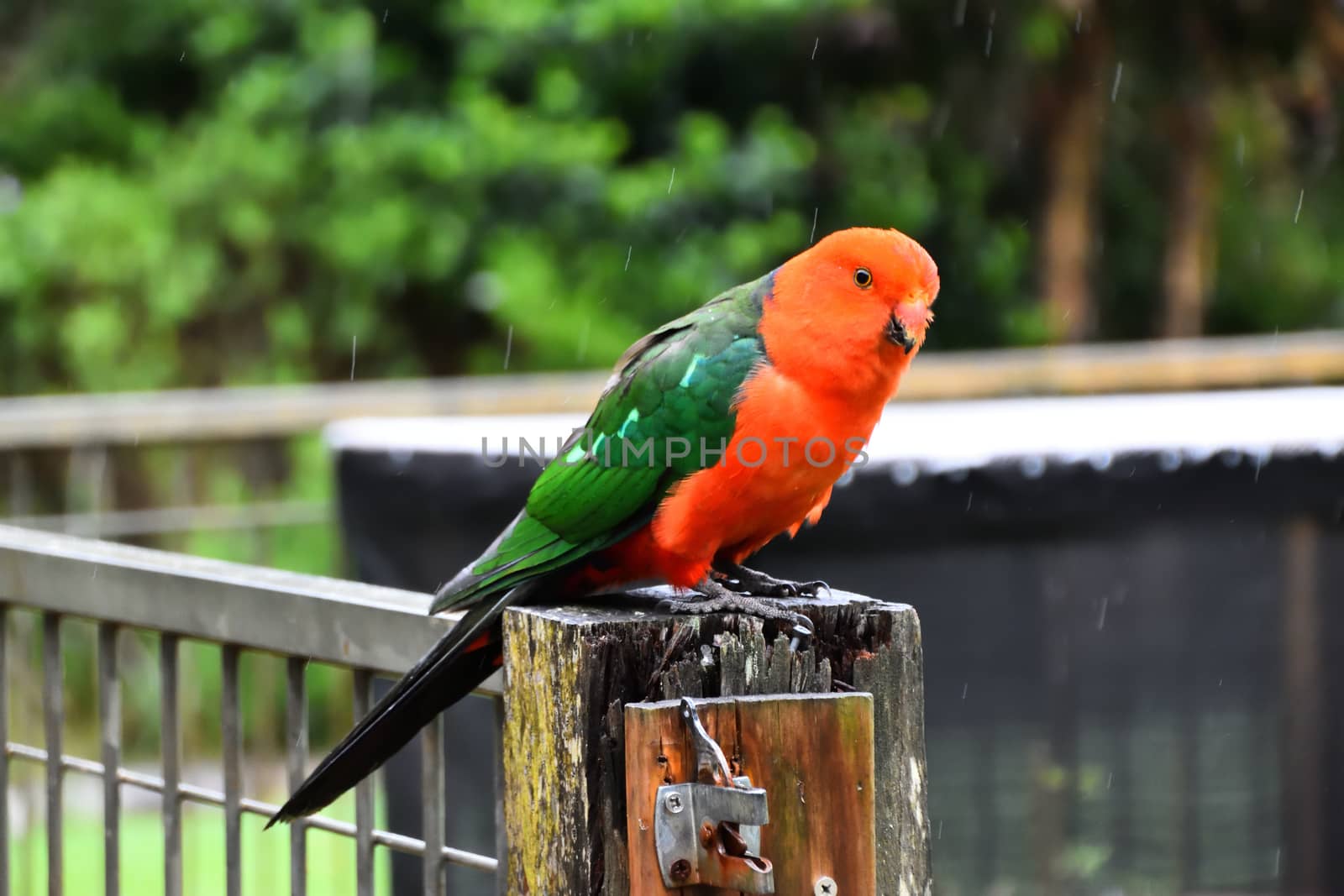 A male king parrot sitting on a fence in the rain