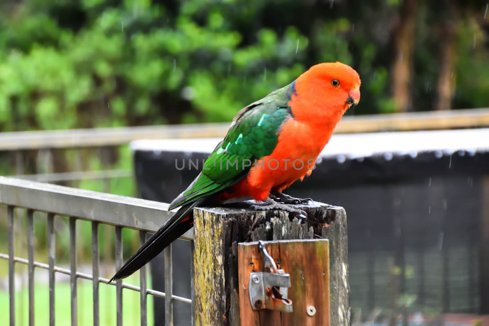 A male king parrot sitting on a fence in the rain
