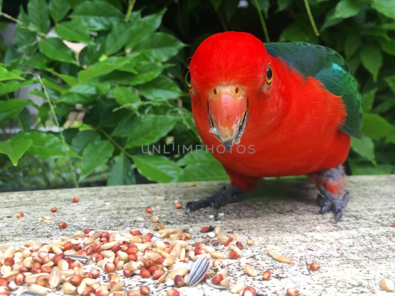 A male king parrot eating from a stone bench