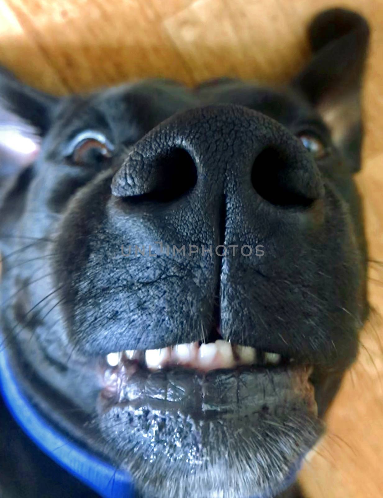 An ultra close up of a Labrador`s face