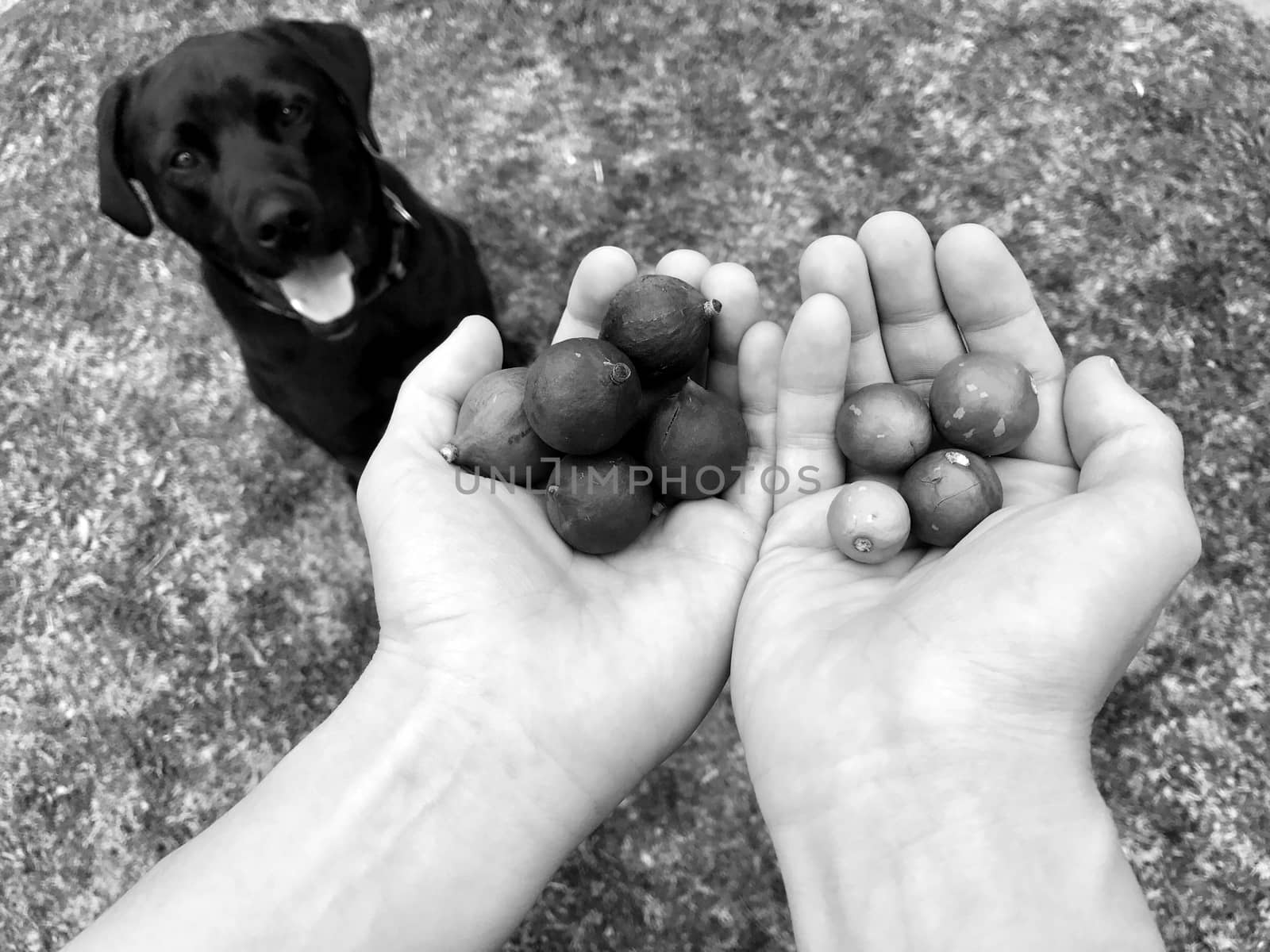 Two hands holding freshly picked macadamia nuts with a black Labrador sitting in the background