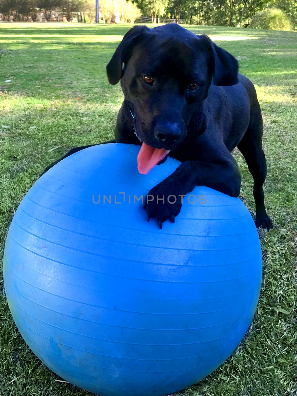 A black Labrador playing with a blue swiss ball