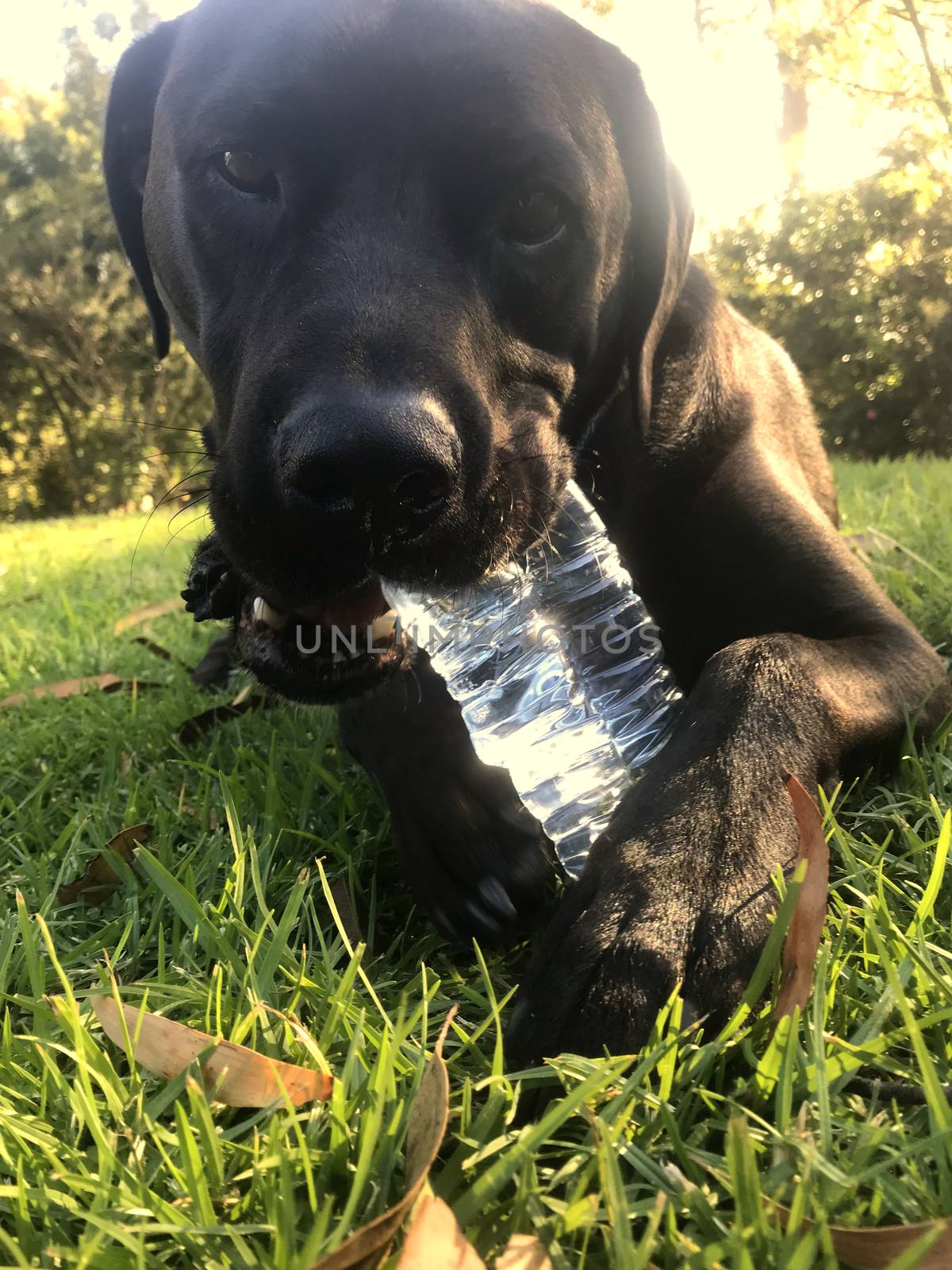 A black Labrador laying on grass, happily chewing a water bottle