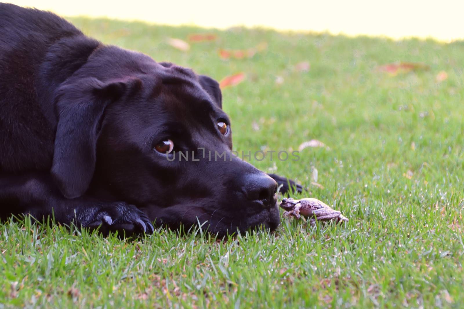 A black Labrador on grass with his friend, a frog