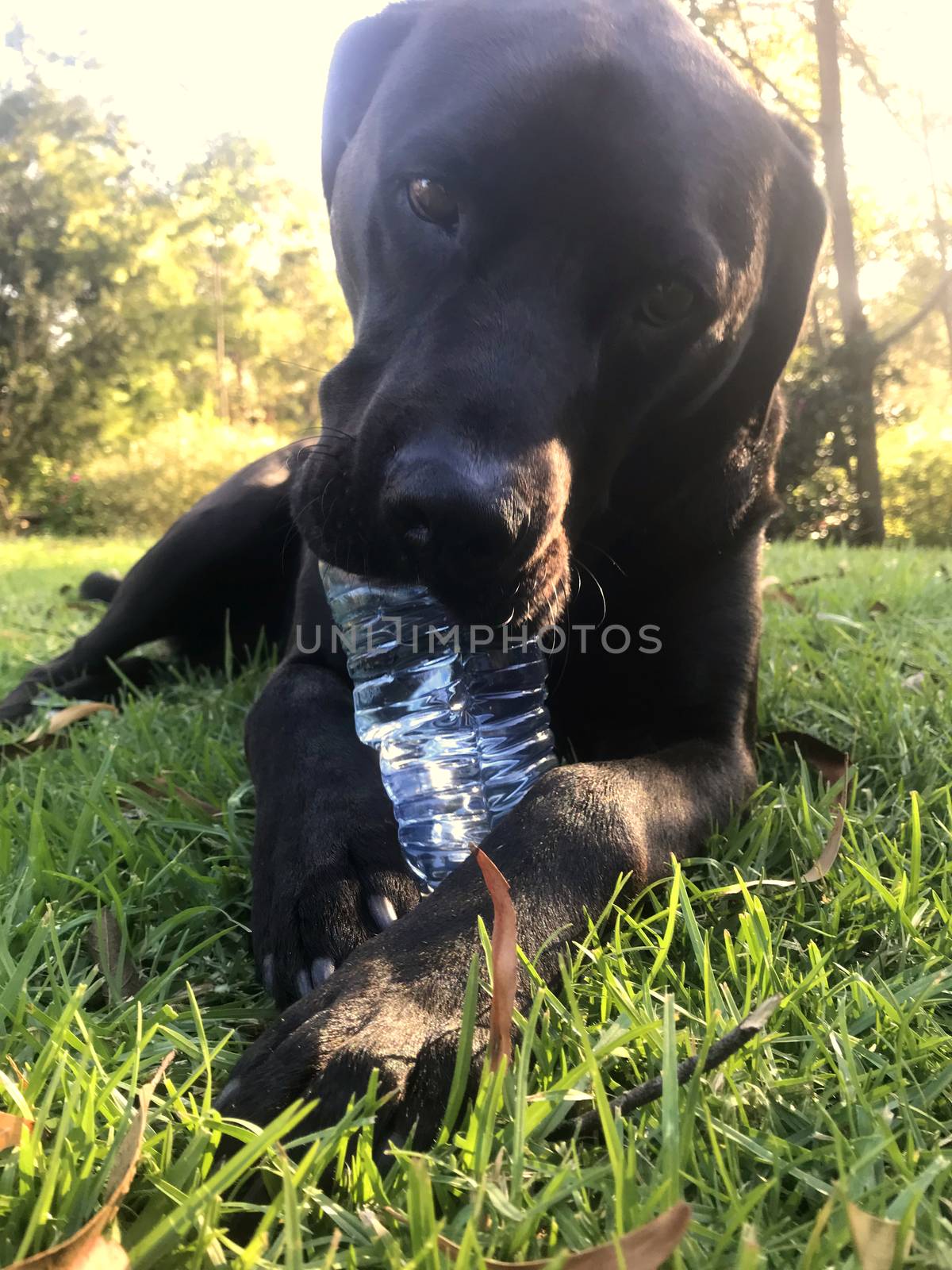 A black Labrador laying on grass, happily chewing a water bottle