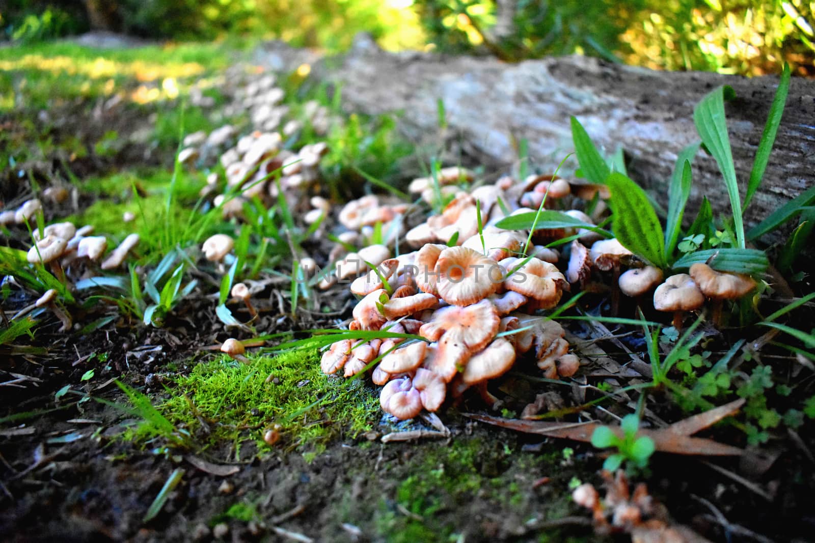 A bunch of small orange mushrooms growing near moss