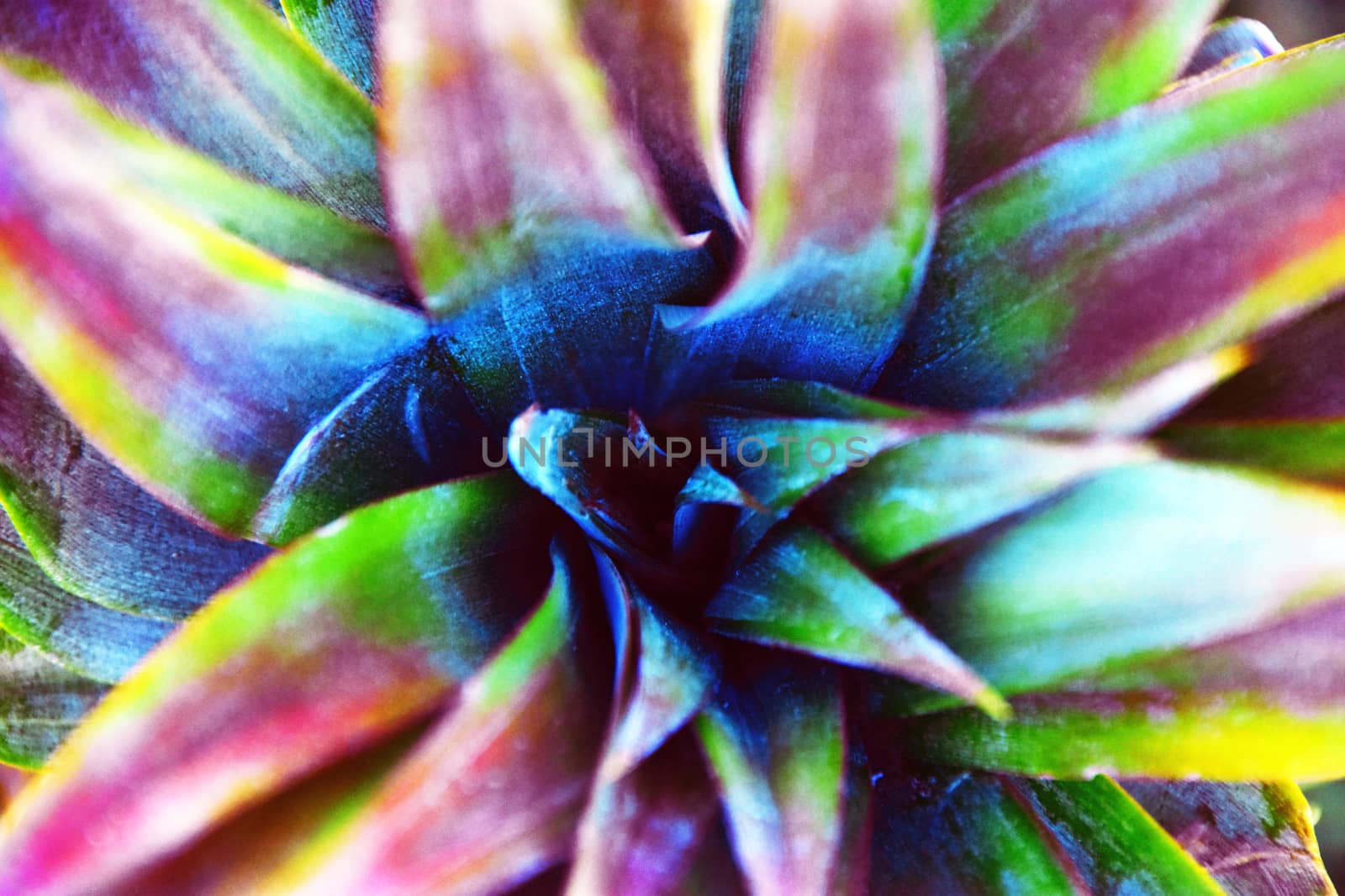 The top of a pineapple in a rainbow colour scheme