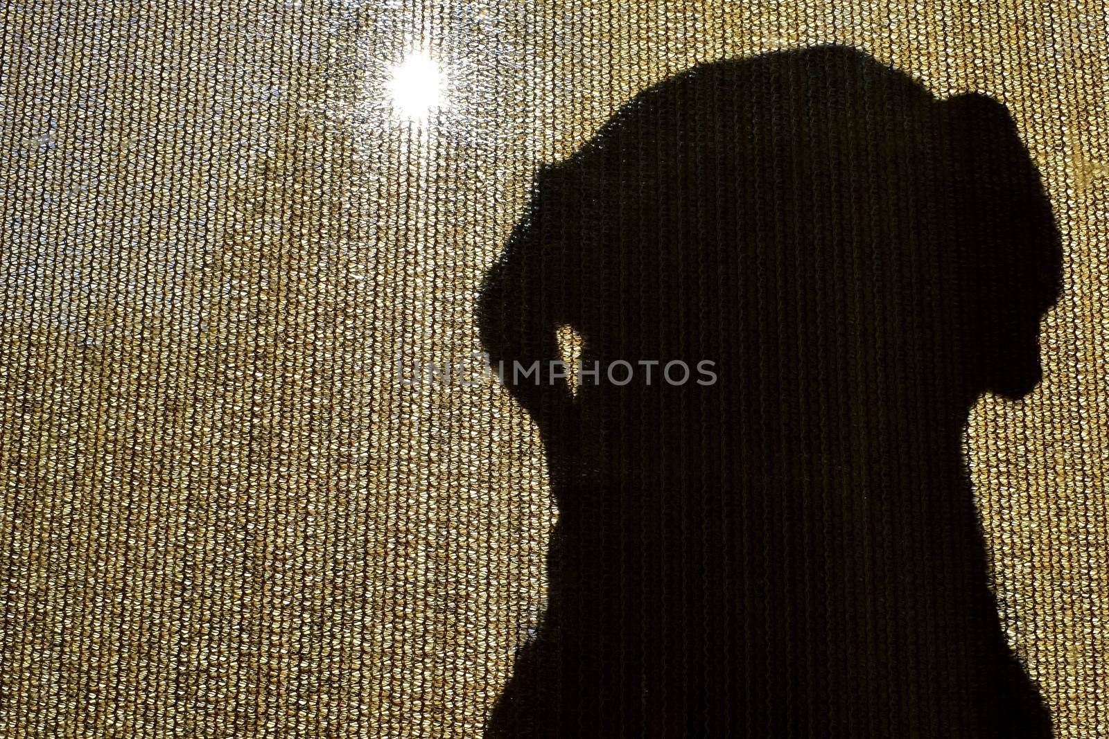A silhouette of a black Labrador sitting at a mesh sliding door