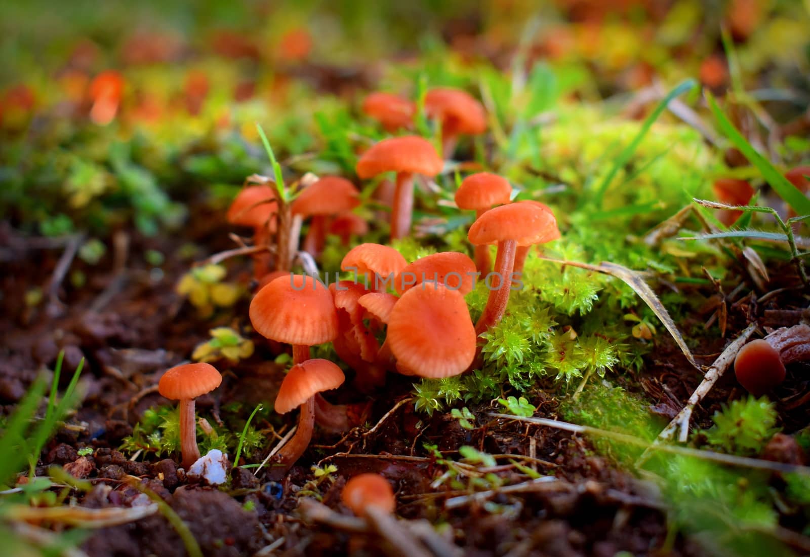 A bunch of small orange mushrooms growing near moss