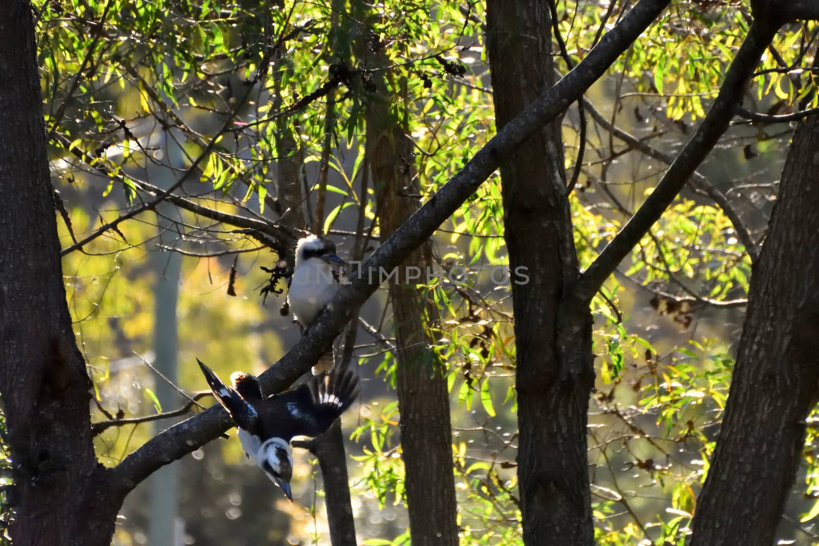 Two wild Kookaburras, one sitting in a tree and one flying downwards