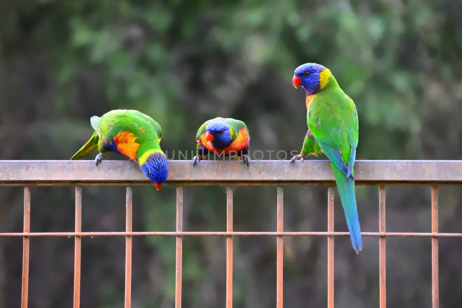 Three Rainbow Lorikeets sitting on a fence