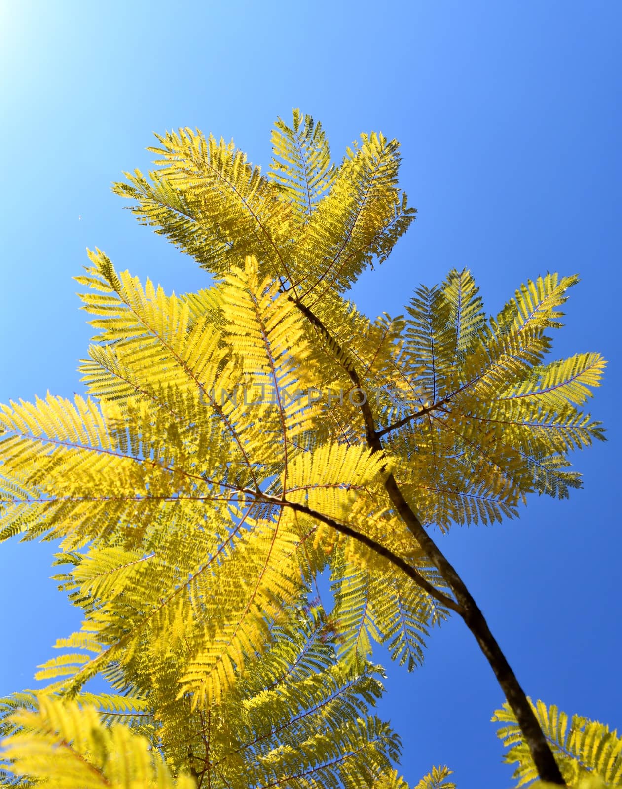 A yellow fern in the sun