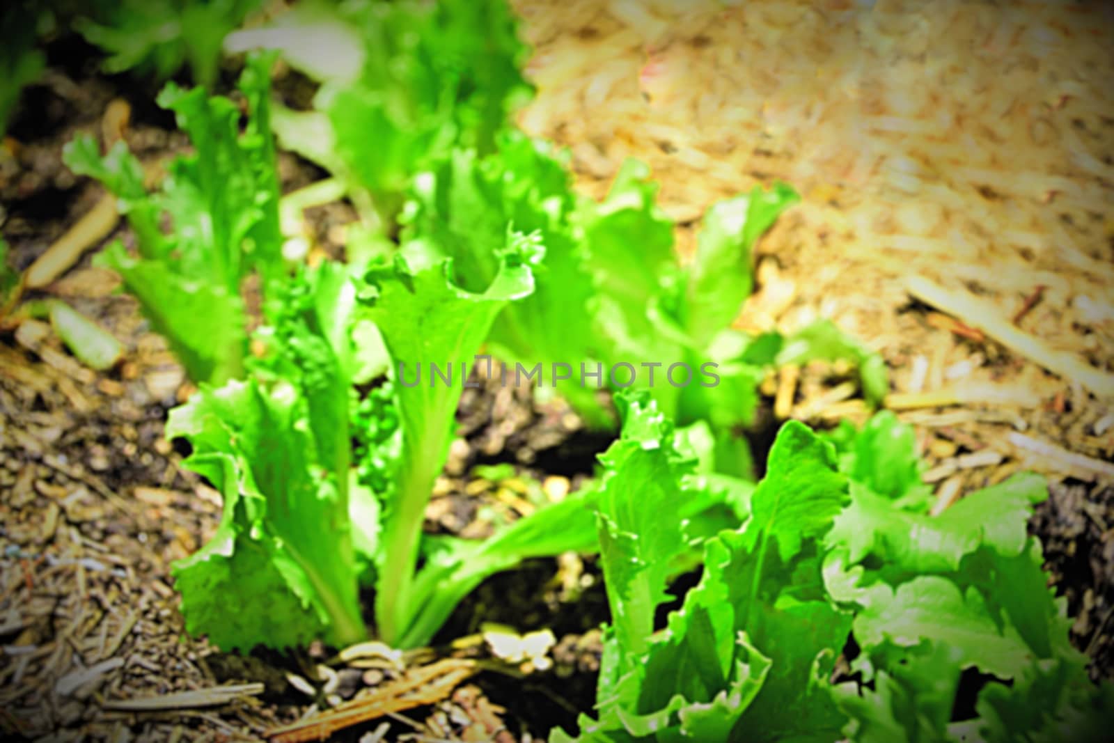 Iceberg lettuce growing in a domestic vegetable garden