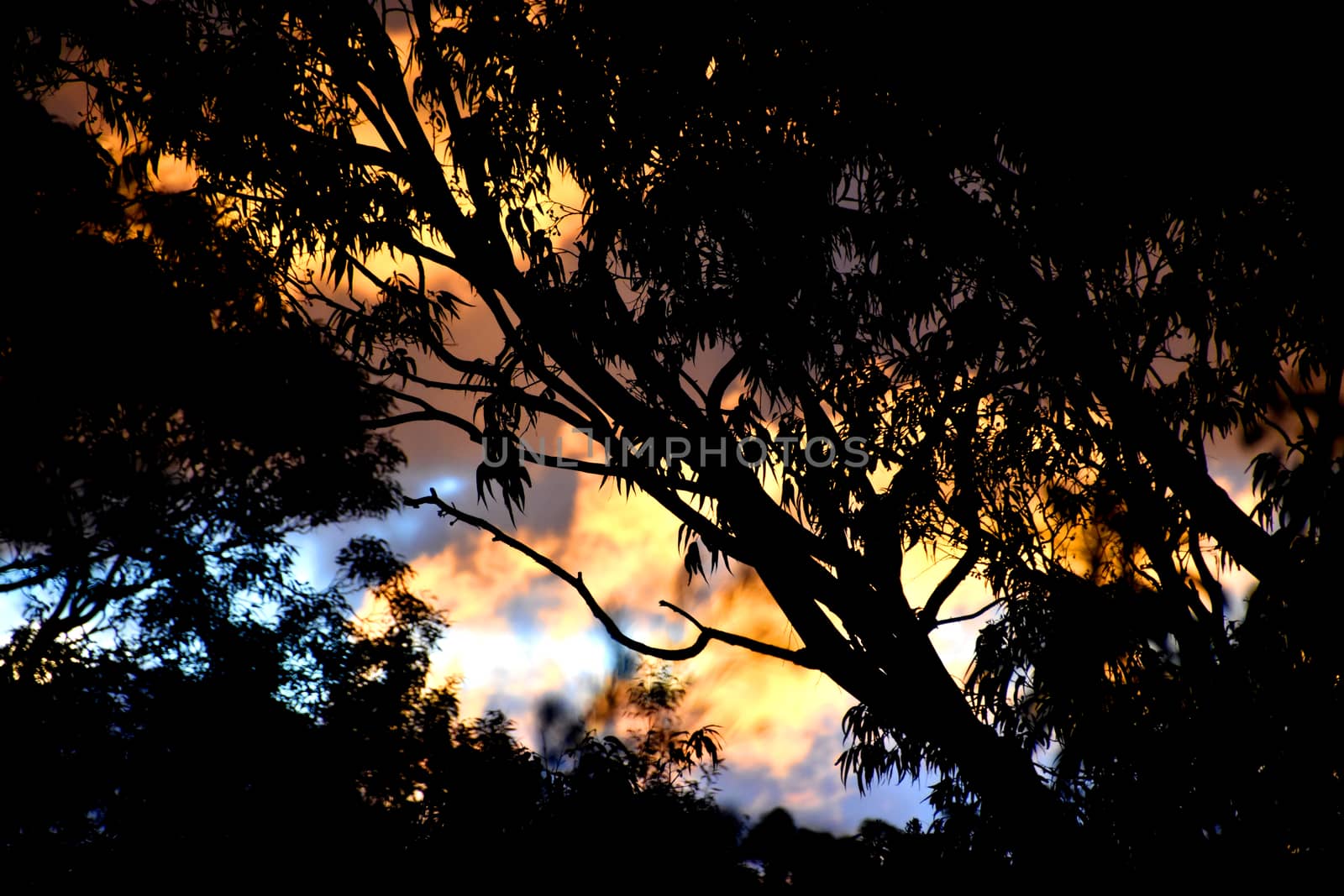 The sun shining through a Eucalyptus tree at dusk