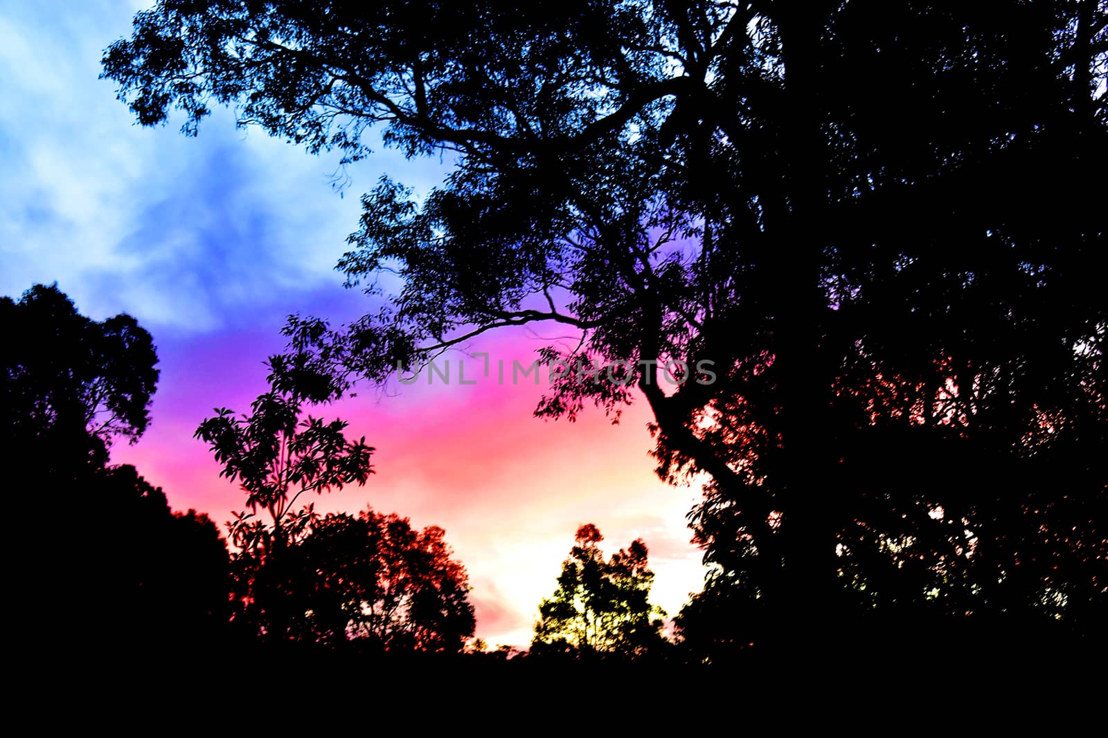 The sun shining through a Eucalyptus tree at dusk