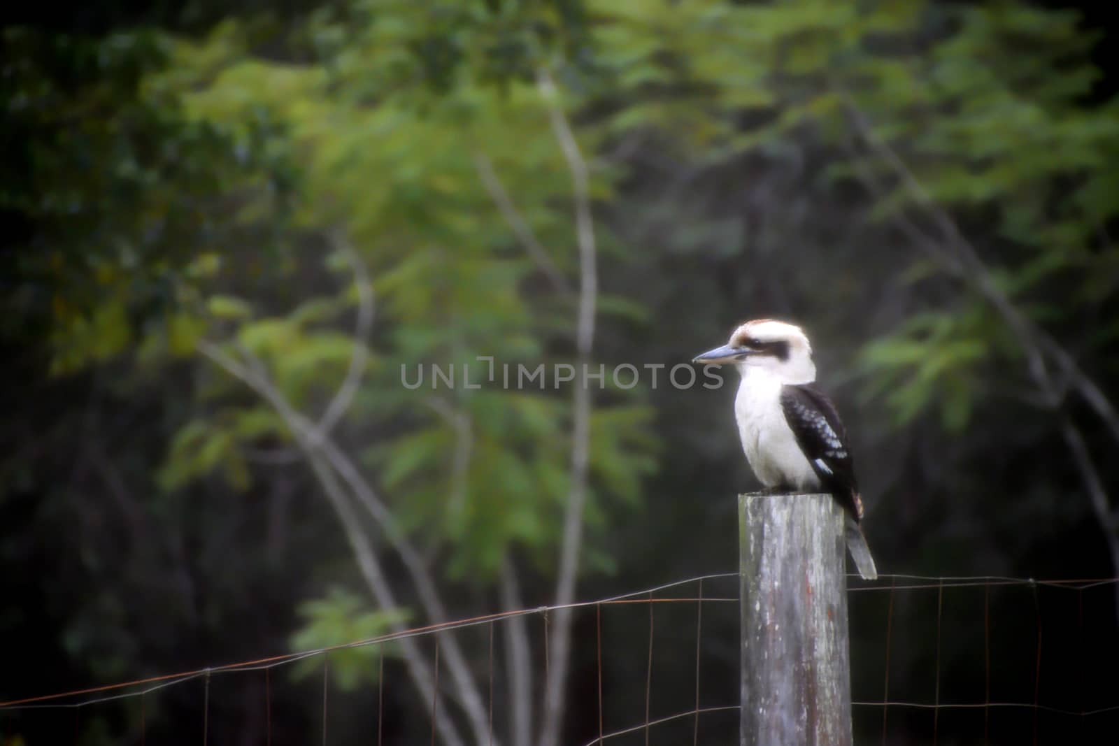 A kookaburra sitting on a fence in the fog