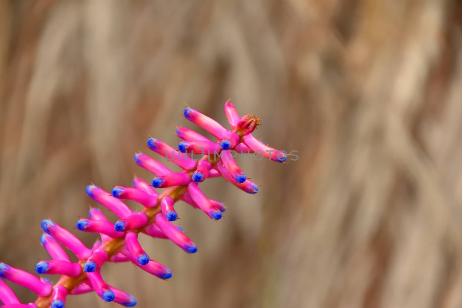 Pink and blue Aechmea flower on a plain background