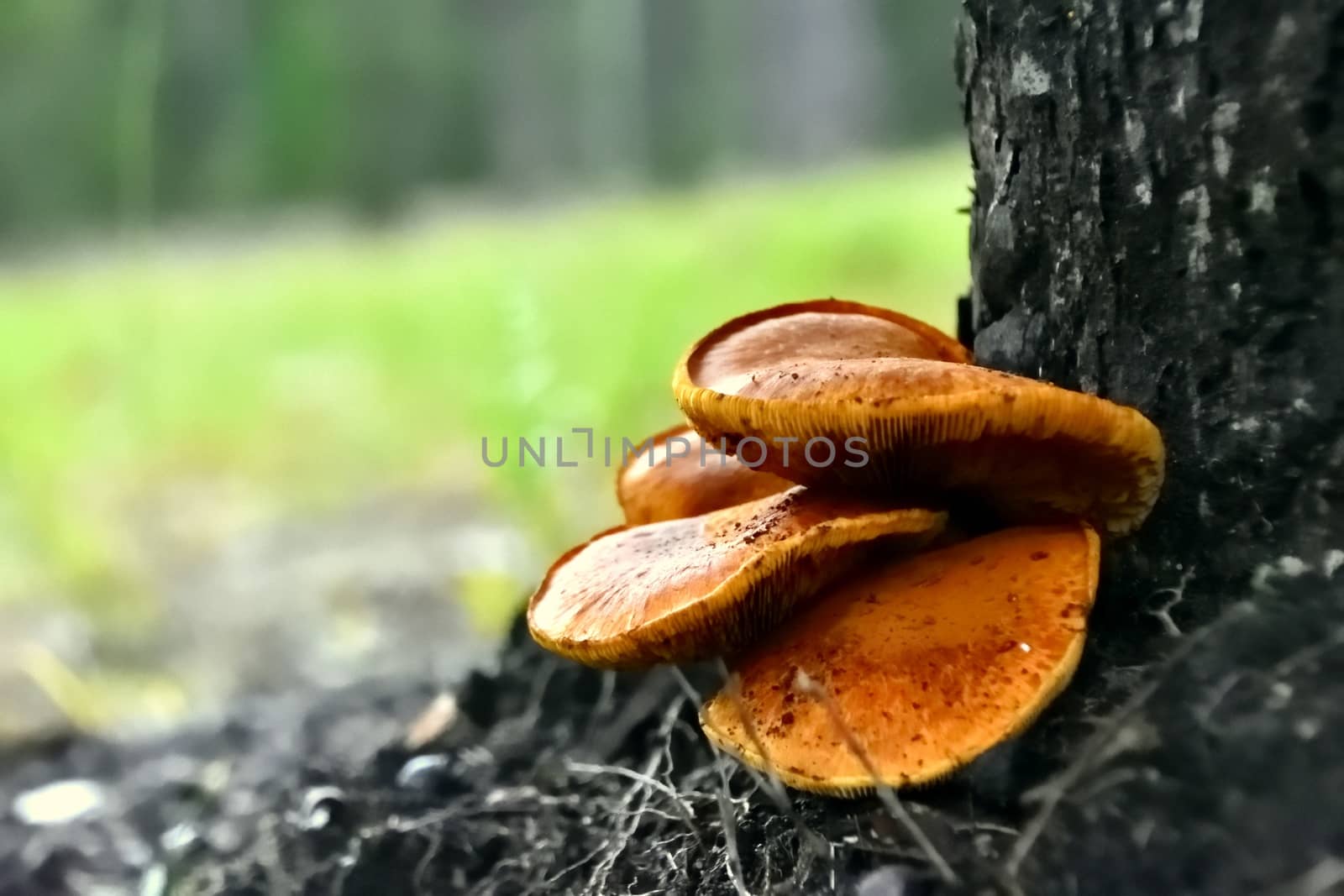 A bunch of wild Honey Mushrooms growing at the base of a tree