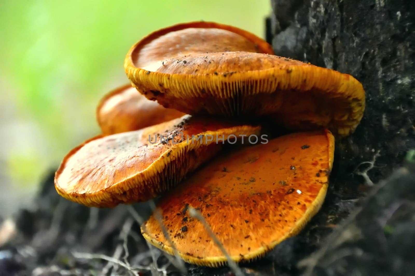 A bunch of wild Honey Mushrooms growing at the base of a tree