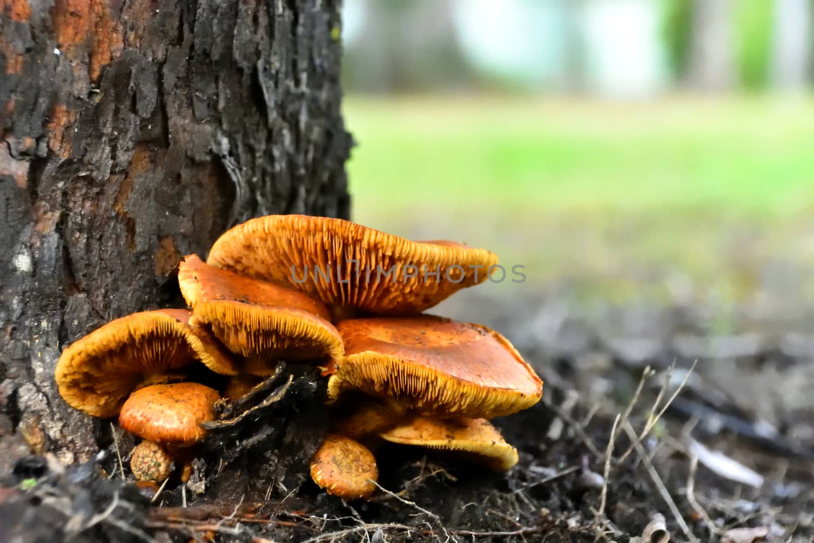 A bunch of wild Honey Mushrooms growing at the base of a tree