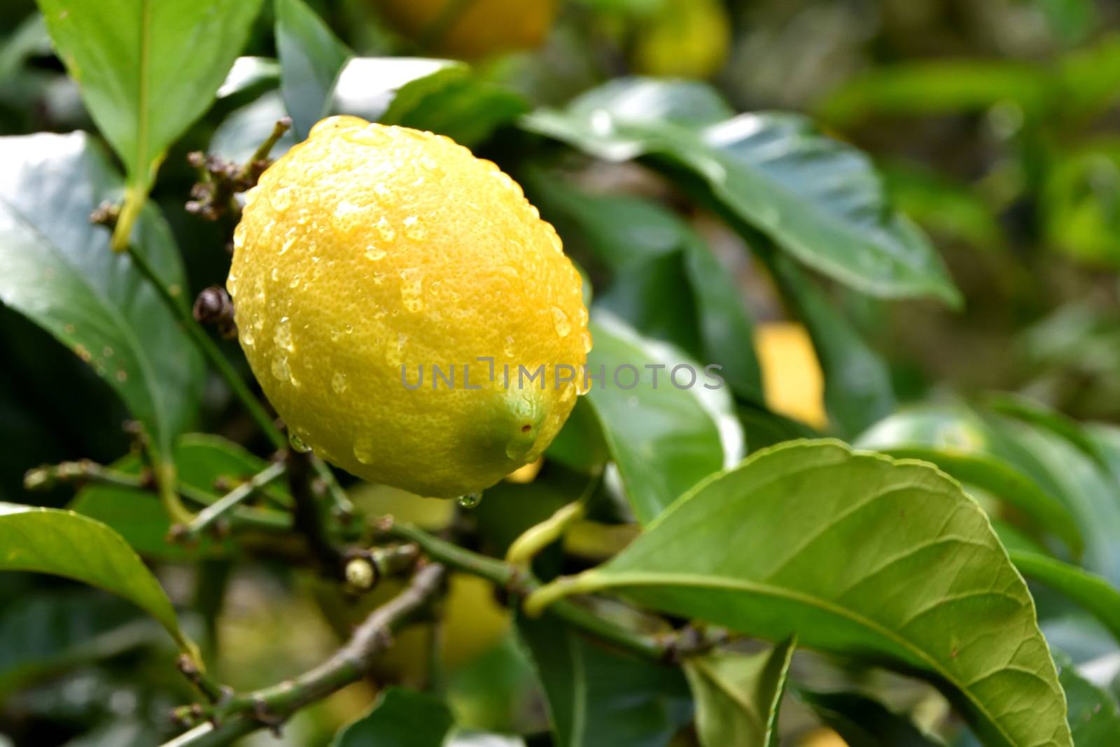 A wet lemon on a tree after a downpour