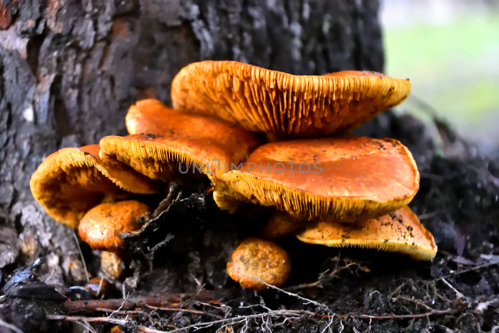 A bunch of wild Honey Mushrooms growing at the base of a tree