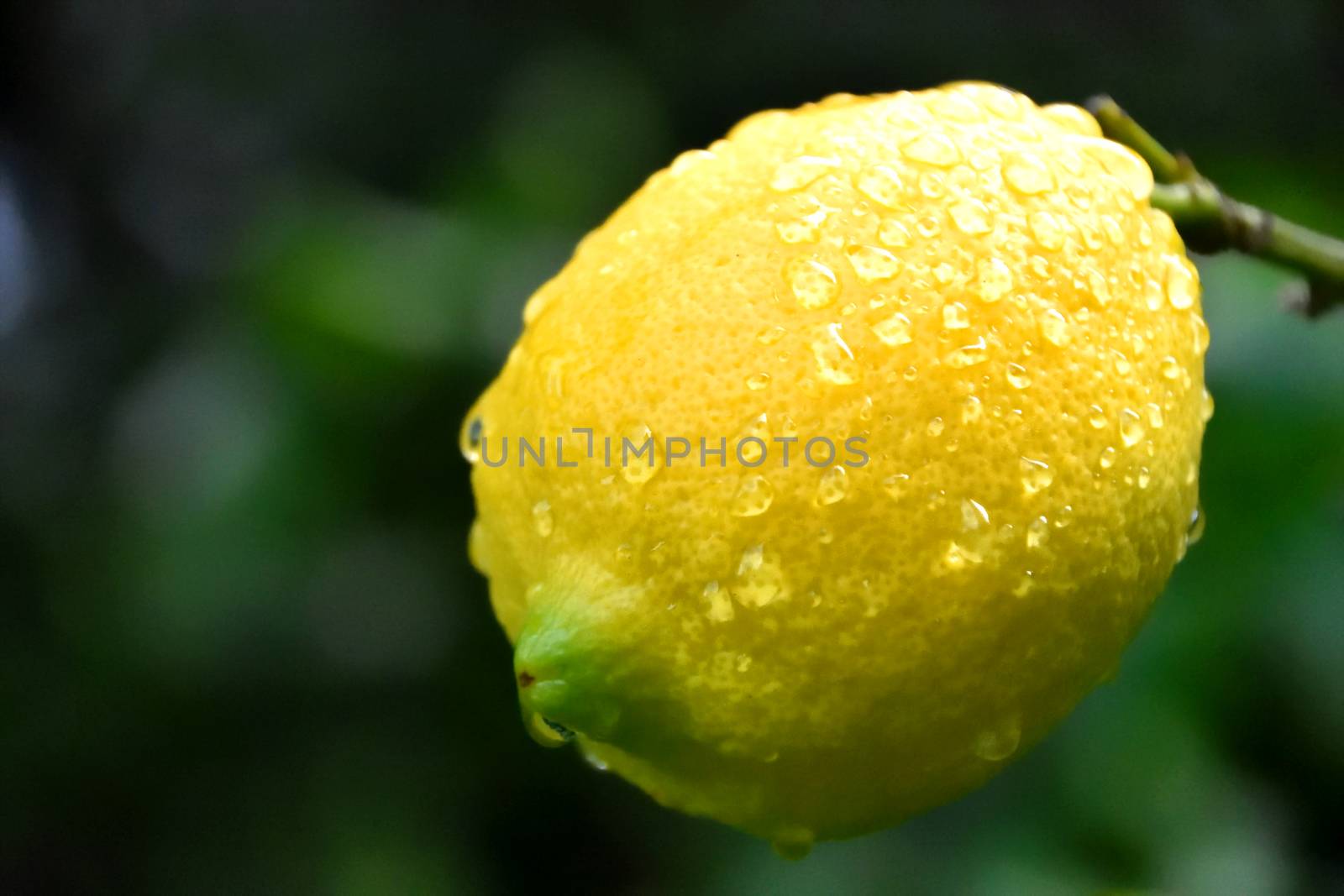 A wet lemon on a tree after a downpour