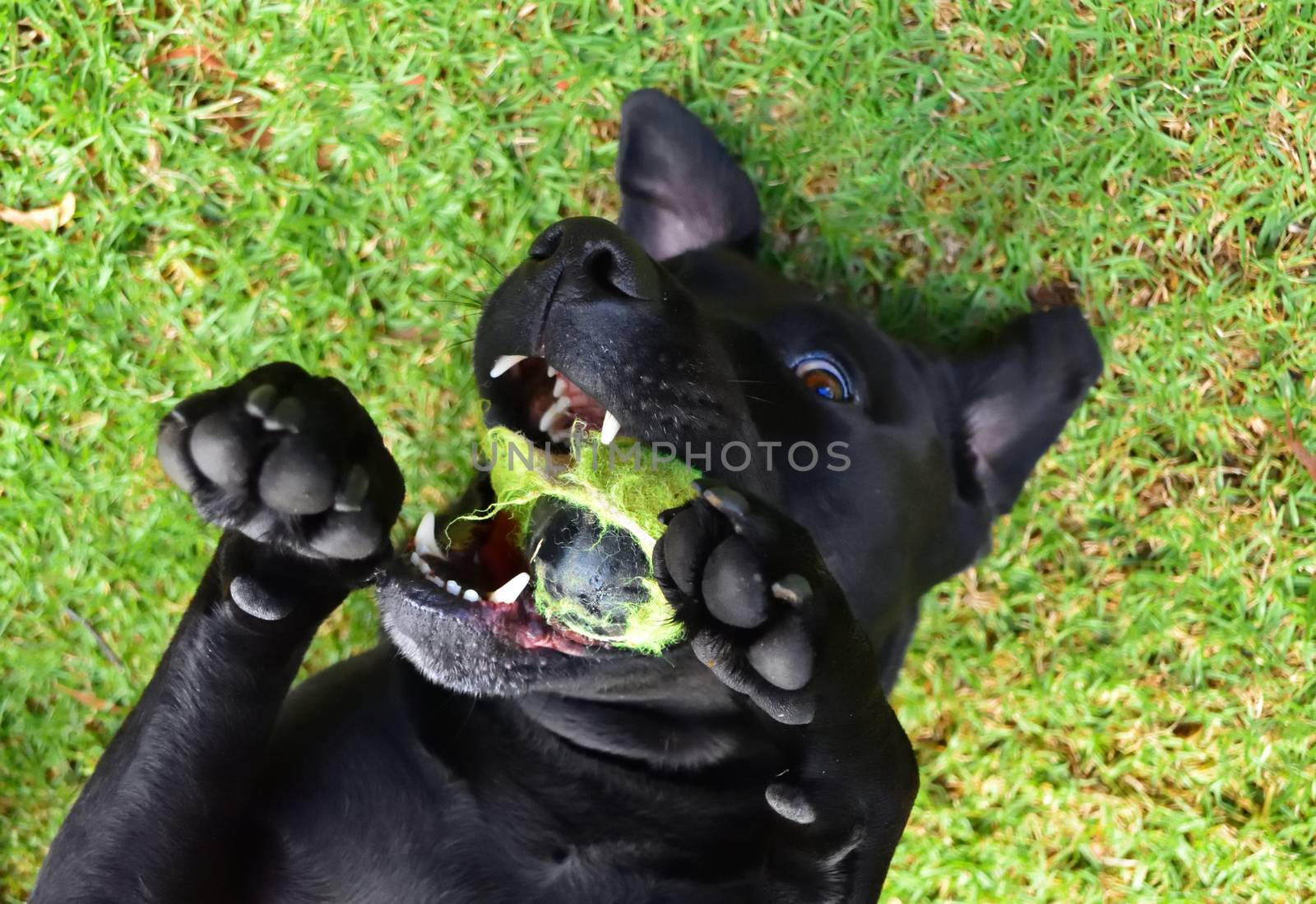 A black Labrador laying on his back, playing with a tennis ball