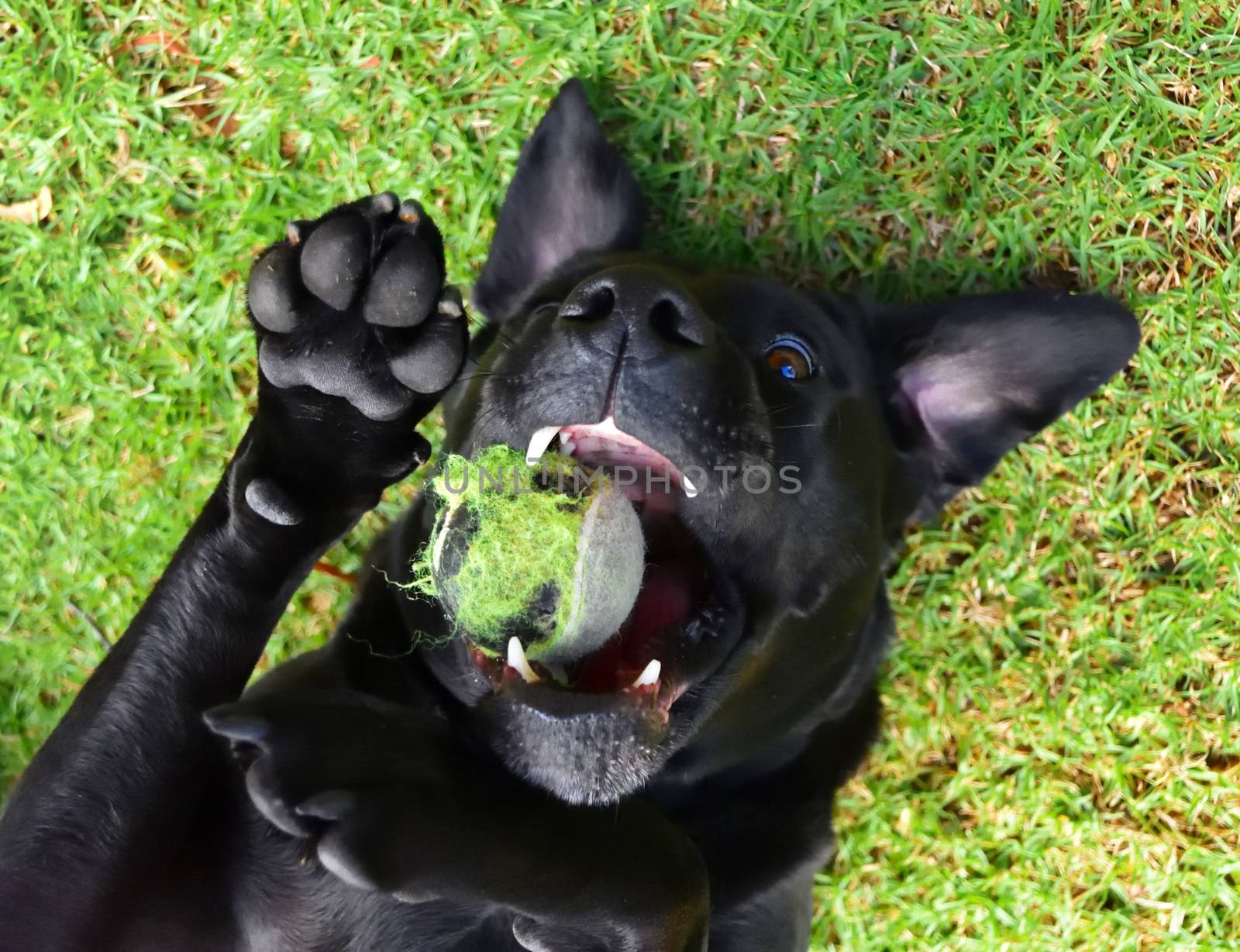 A black Labrador laying on his back, playing with a tennis ball