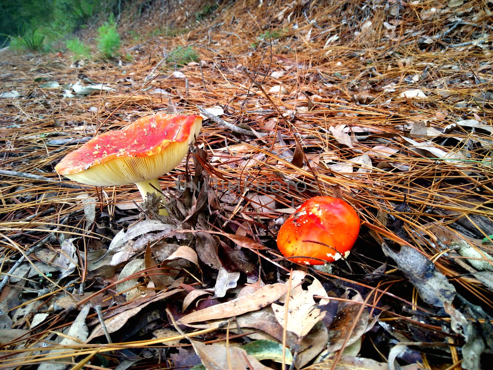 Fly Agaric mushrooms growing through leaves