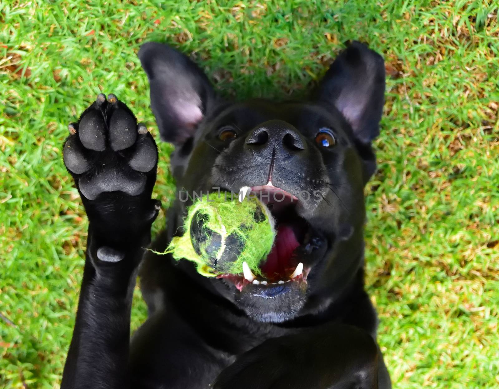 A black Labrador laying on his back, playing with a tennis ball