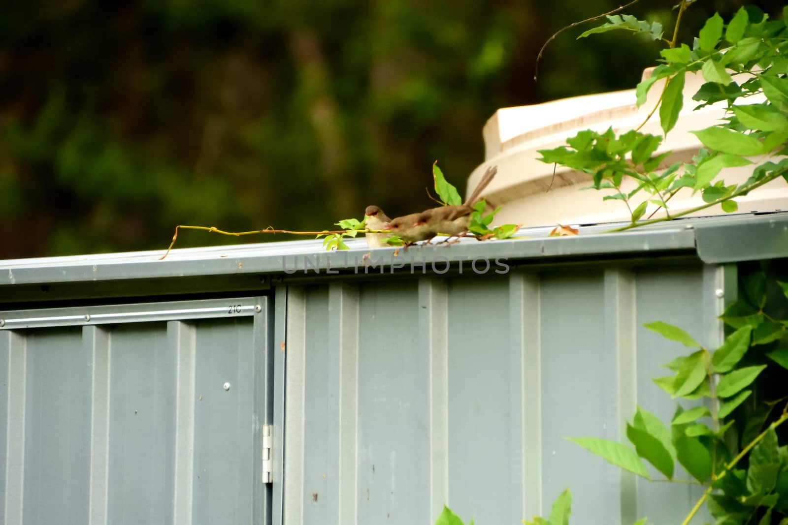 Female Superb Fairy-Wren sitting on a tin shed