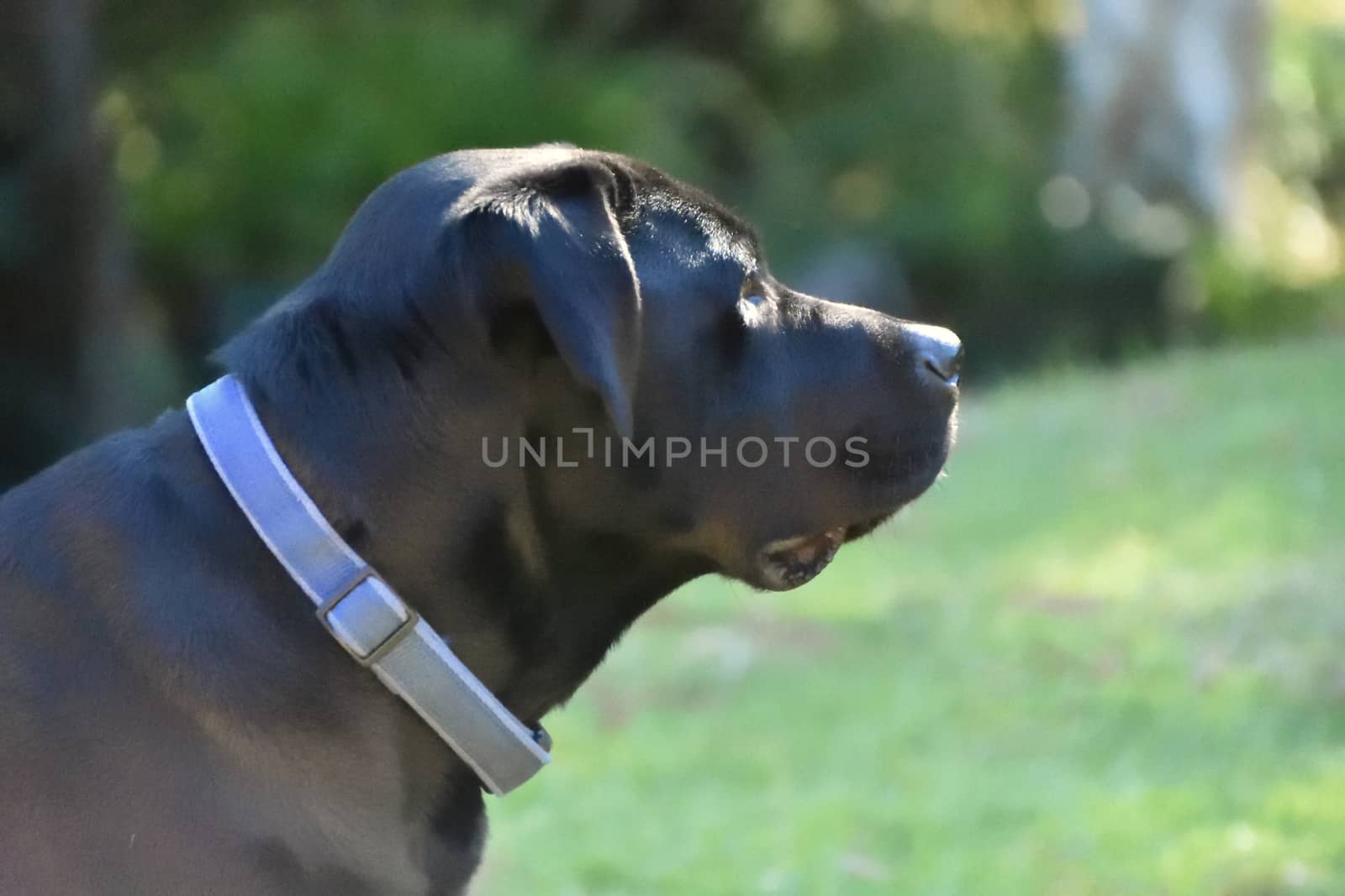 A portrait of a black Labrador outside