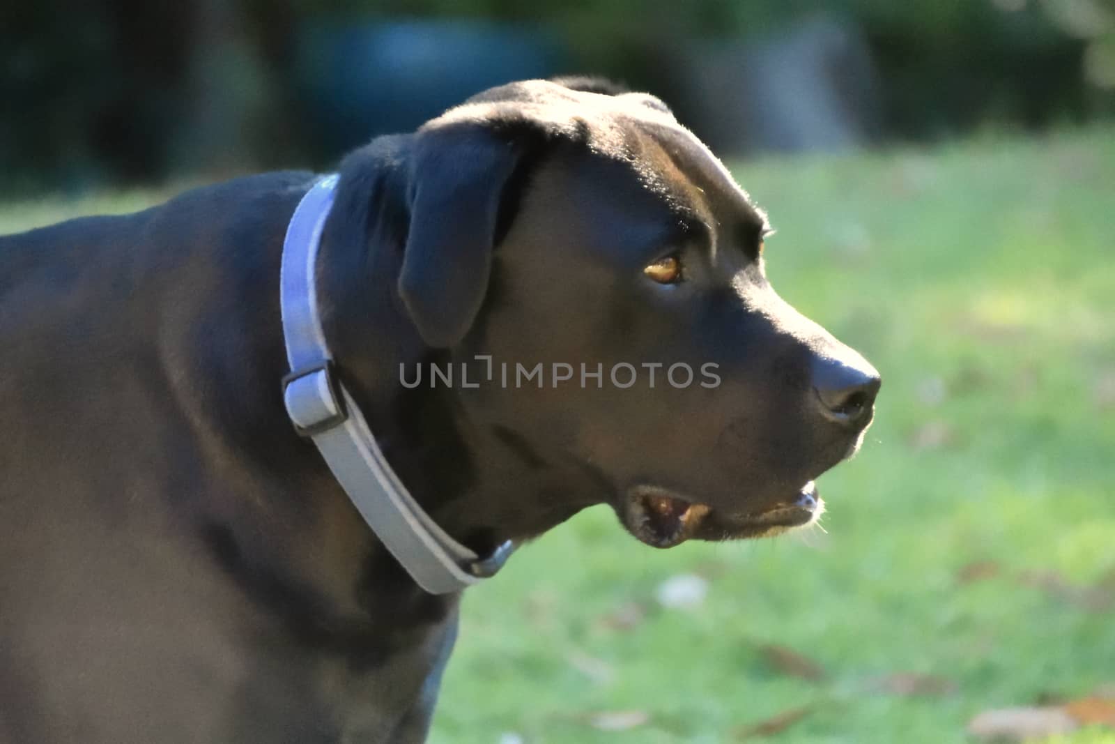 A portrait of a black Labrador outside