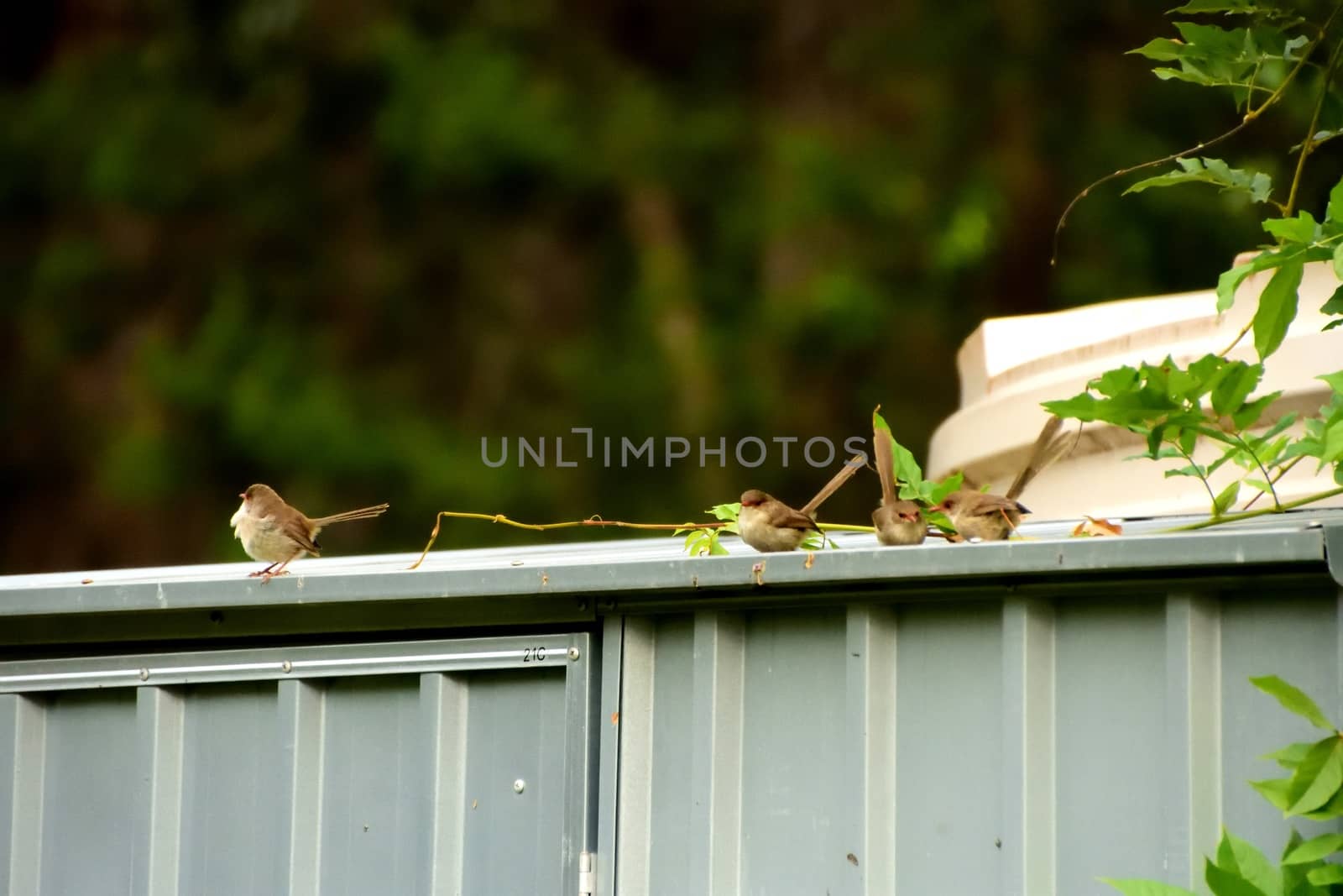 Female Superb Fairy-Wren sitting on a tin shed