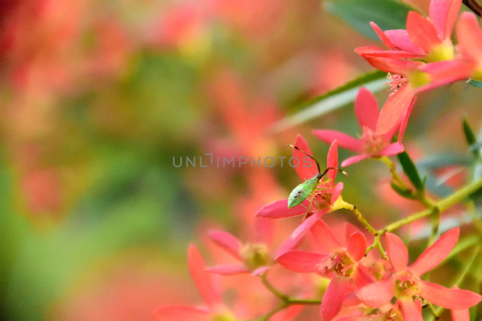 A tiny green stink bug sitting on a small pink flower