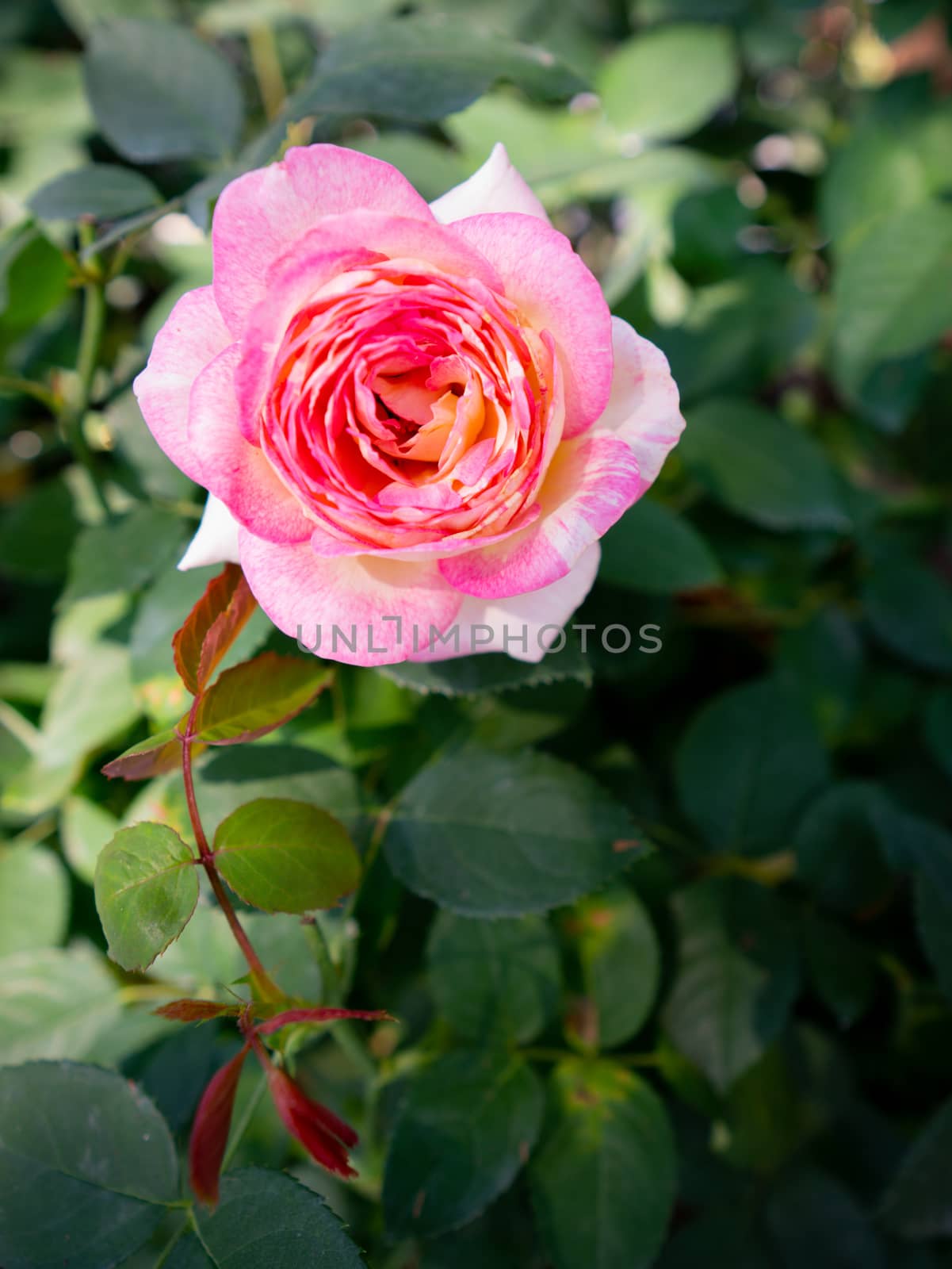 Closeup pink rose flower in the garden.