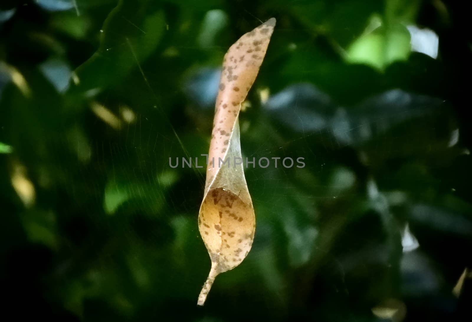 A small spider curled up inside a leaf