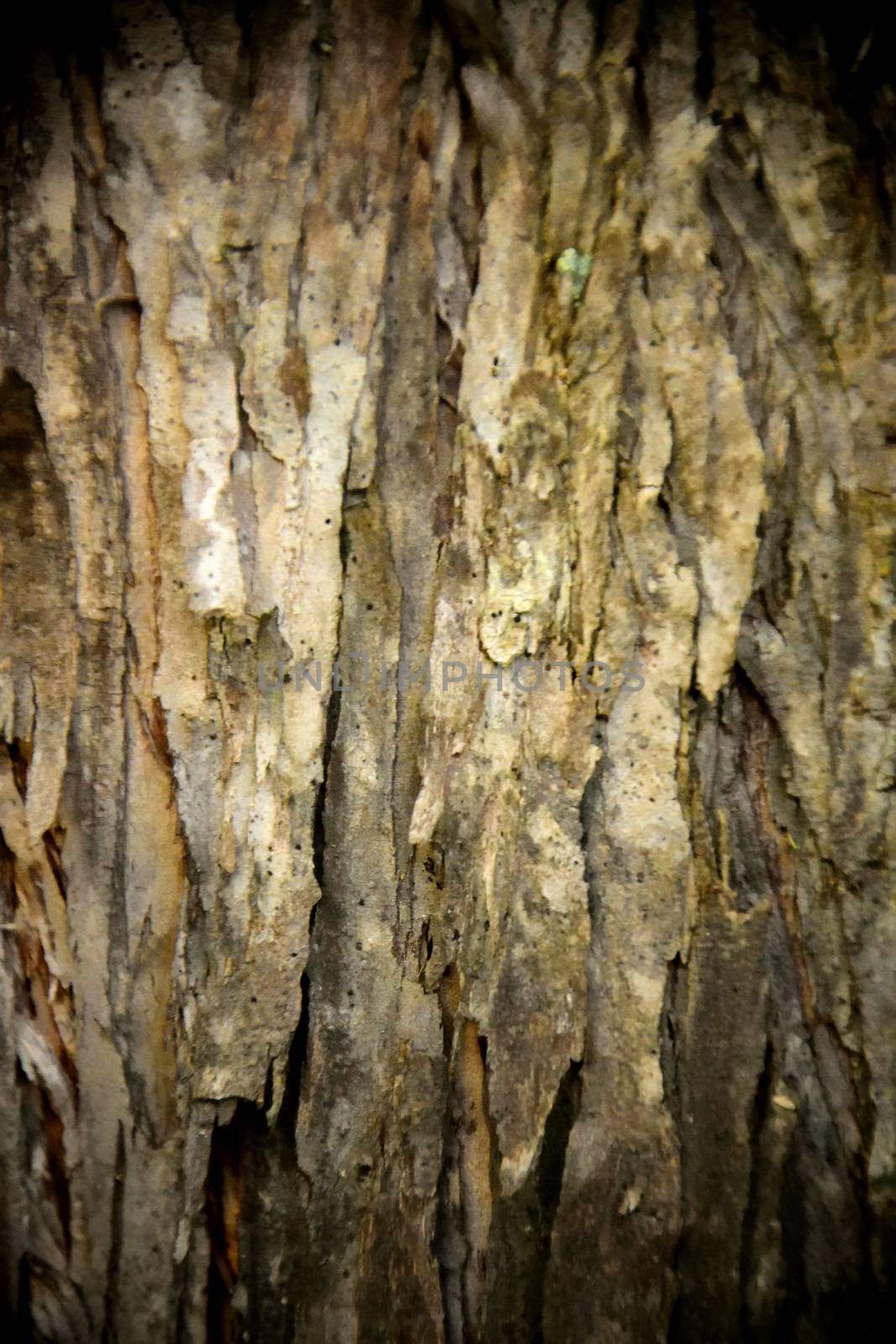 A close up of the trunk of an Australian native Paperbark tree