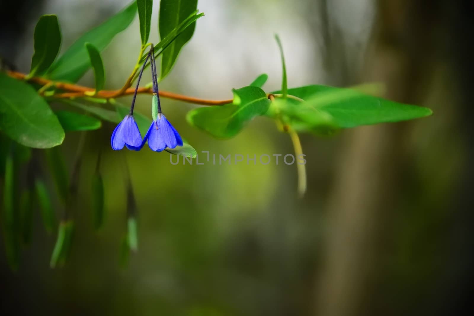 A close up of two tiny blue flowers