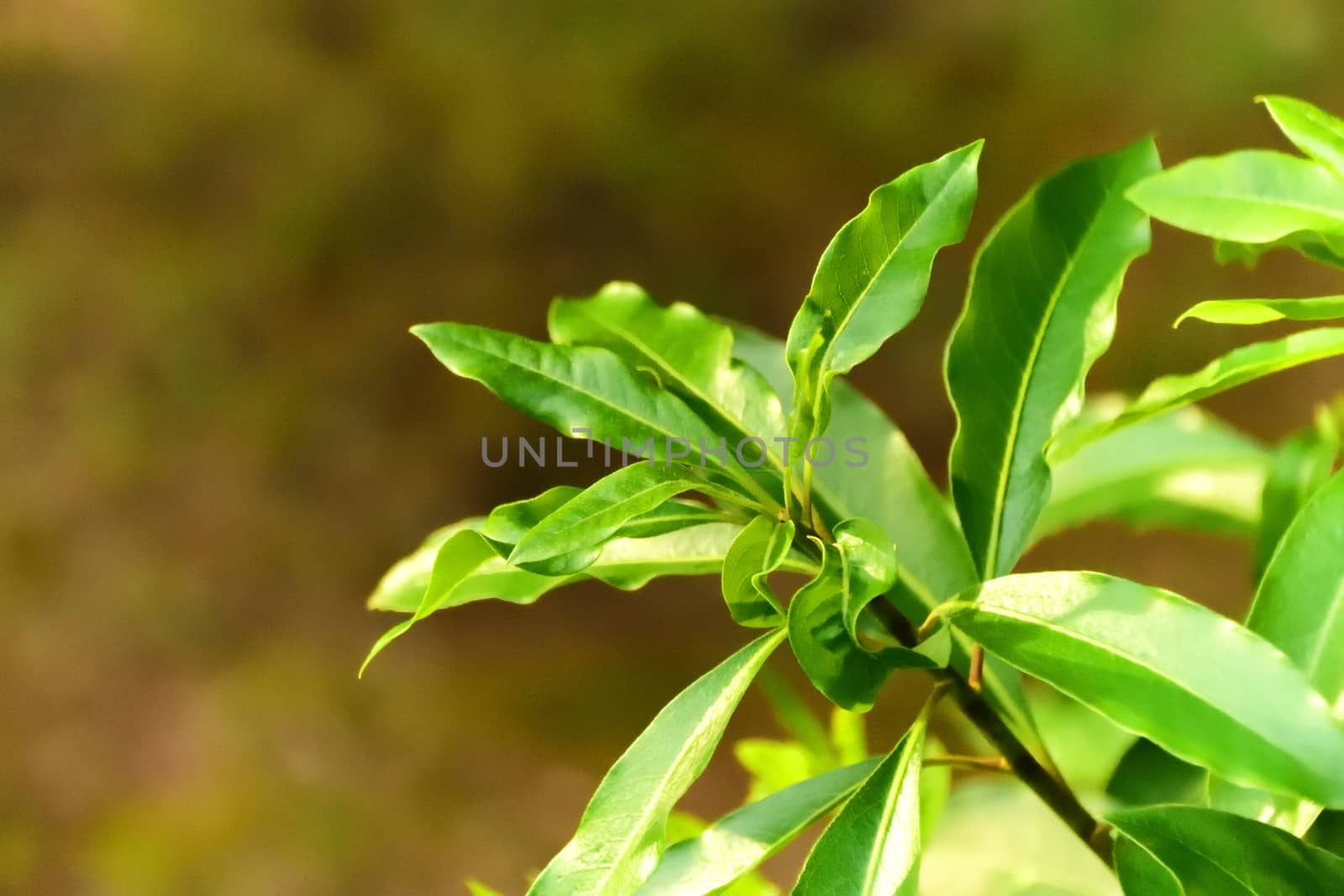 Green leaves shining in the sun