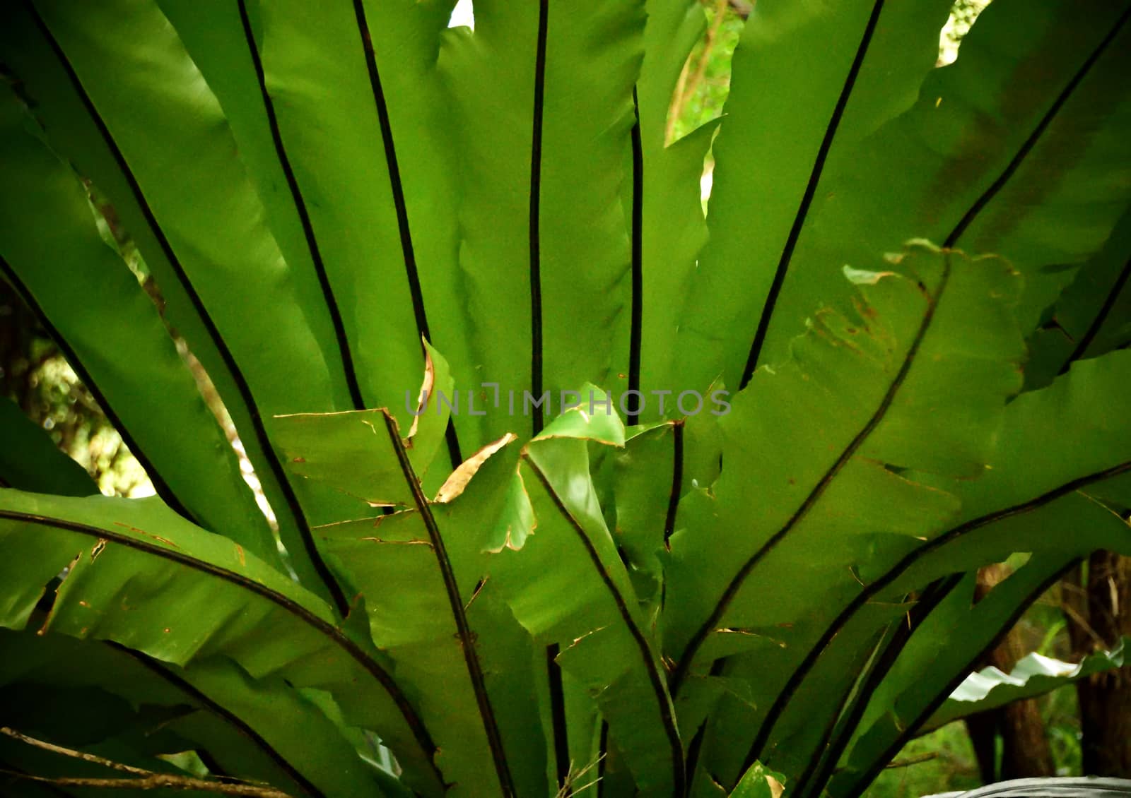 A large native Australian fern in daylight