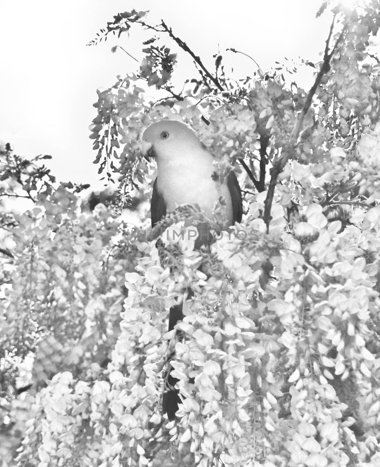 A male King Parrot sitting in a wisteria tree in an artistic grayscale