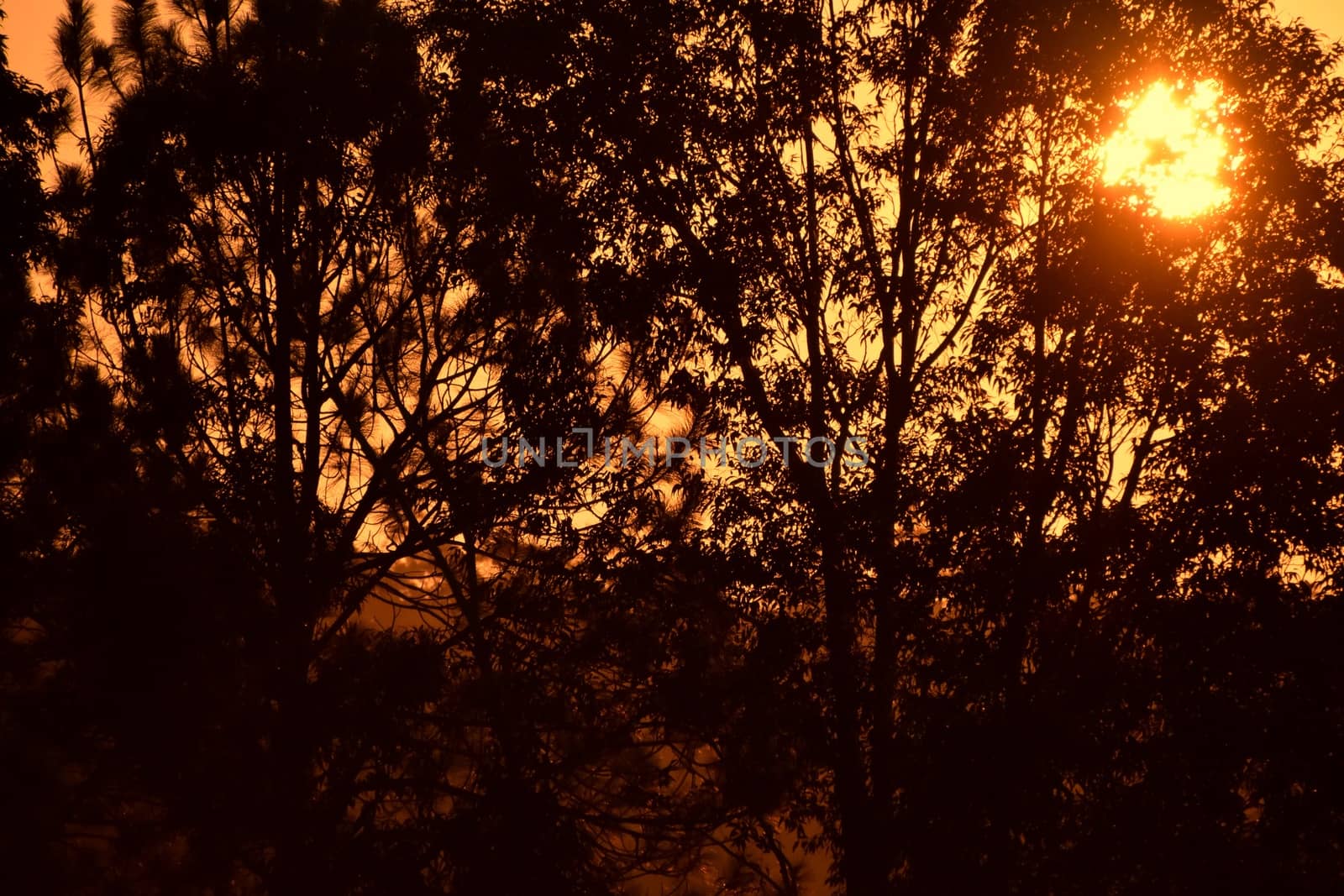 The sun shining through a Eucalyptus tree at dusk