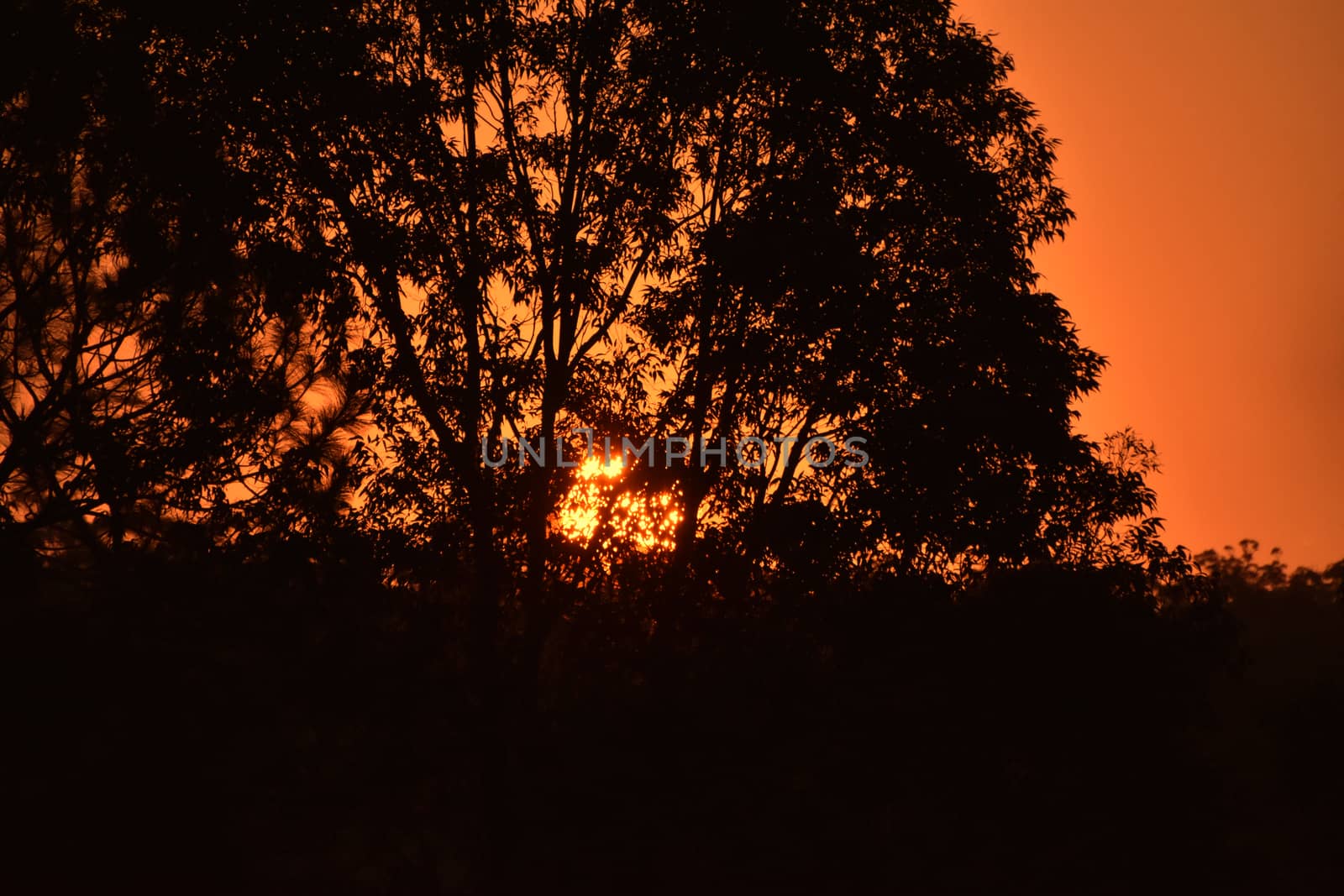 The sun shining through a Eucalyptus tree at dusk