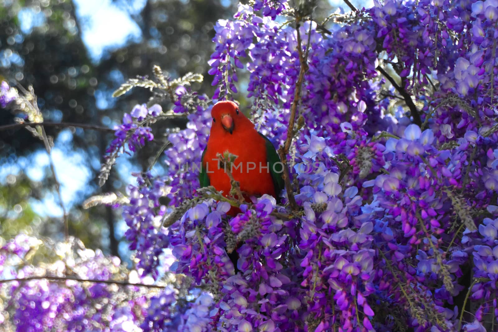 A male King Parrot sitting in a wisteria tree