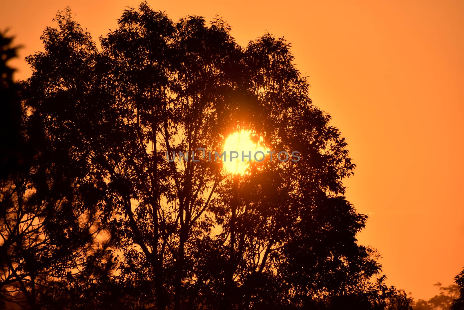 The sun shining through a Eucalyptus tree at dusk